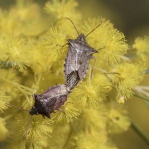 Oechalia schellenbergii at McKellar, ACT - 26 Sep 2022