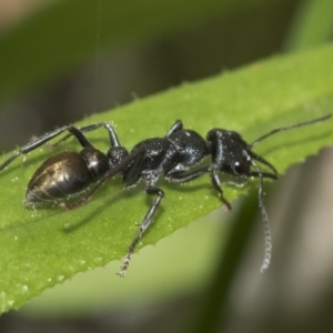 Myrmecia piliventris at Evatt, ACT - 26 Sep 2022 11:22 AM