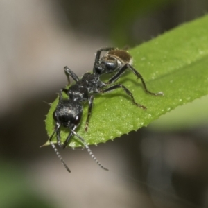 Myrmecia piliventris at Evatt, ACT - 26 Sep 2022 11:22 AM