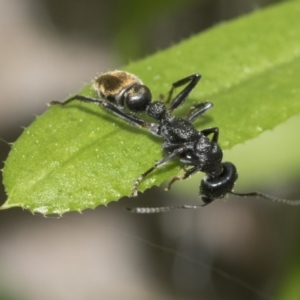 Myrmecia piliventris at Evatt, ACT - 26 Sep 2022 11:22 AM