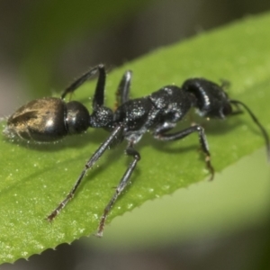 Myrmecia piliventris at Evatt, ACT - 26 Sep 2022 11:22 AM