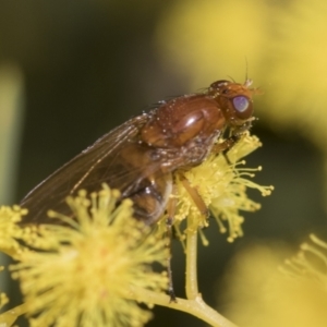 Sapromyza sp. (genus) at McKellar, ACT - 26 Sep 2022