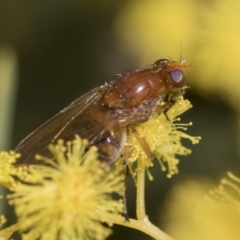 Sapromyza sp. (genus) (A lauxaniid fly) at McKellar, ACT - 26 Sep 2022 by AlisonMilton