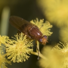 Sapromyza sp. (genus) at McKellar, ACT - 26 Sep 2022 10:48 AM