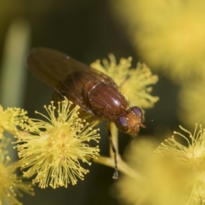 Sapromyza sp. (genus) at McKellar, ACT - 26 Sep 2022