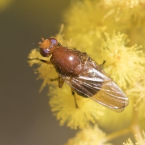 Sapromyza sp. (genus) at McKellar, ACT - 26 Sep 2022 10:48 AM