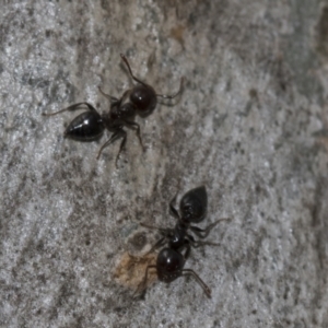 Crematogaster sp. (genus) at Evatt, ACT - 26 Sep 2022