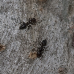 Crematogaster sp. (genus) at Evatt, ACT - 26 Sep 2022