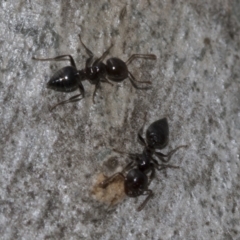 Crematogaster sp. (genus) at Evatt, ACT - 26 Sep 2022