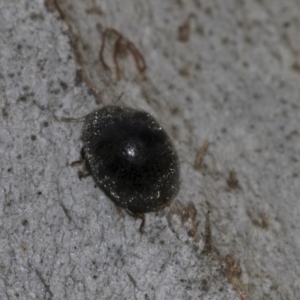 Coccinellidae (family) at Evatt, ACT - 26 Sep 2022 11:46 AM