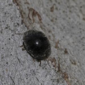 Coccinellidae (family) at Evatt, ACT - 26 Sep 2022