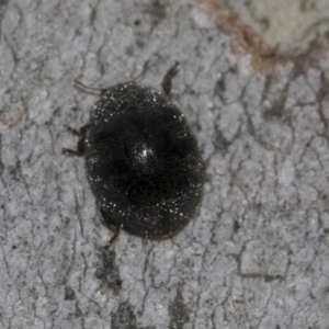 Coccinellidae (family) at Evatt, ACT - 26 Sep 2022 11:46 AM