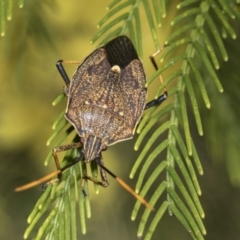 Poecilometis strigatus (Gum Tree Shield Bug) at Evatt, ACT - 26 Sep 2022 by AlisonMilton