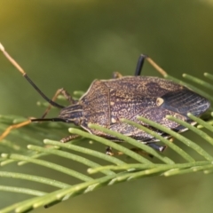 Poecilometis strigatus at Evatt, ACT - 26 Sep 2022