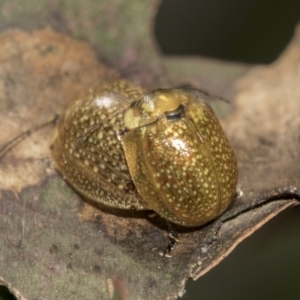 Paropsisterna cloelia at Evatt, ACT - 26 Sep 2022 01:00 PM