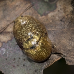 Paropsisterna cloelia at Evatt, ACT - 26 Sep 2022 01:00 PM