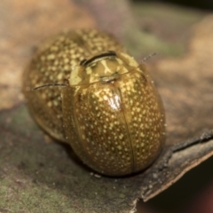 Paropsisterna cloelia at Evatt, ACT - 26 Sep 2022 01:00 PM