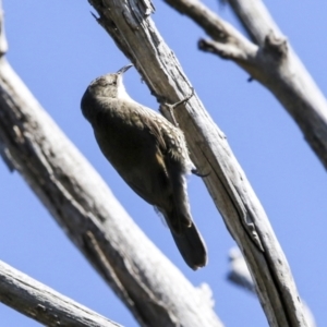 Cormobates leucophaea at Hawker, ACT - 18 Sep 2022 11:03 AM