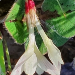 Trifolium subterraneum (Subterranean Clover) at Gundaroo, NSW - 1 Oct 2022 by Gunyijan