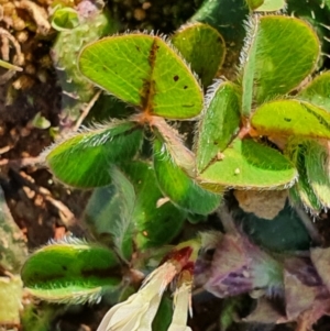 Trifolium subterraneum at Gundaroo, NSW - 1 Oct 2022 04:41 PM