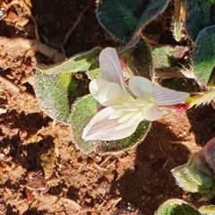 Trifolium subterraneum at Gundaroo, NSW - 1 Oct 2022 04:41 PM