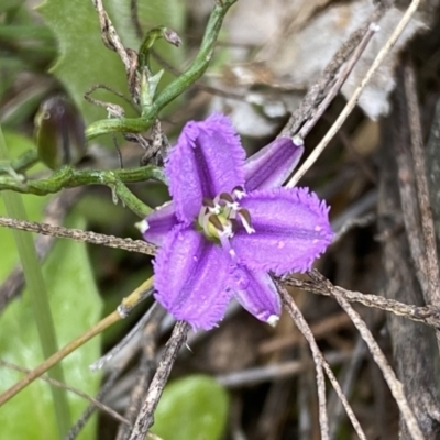 Thysanotus patersonii (Twining Fringe Lily) at Black Mountain - 1 Oct 2022 by SteveBorkowskis
