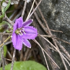 Thysanotus patersonii at Molonglo Valley, ACT - 1 Oct 2022 12:11 PM