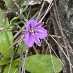 Thysanotus patersonii at Molonglo Valley, ACT - 1 Oct 2022 12:11 PM