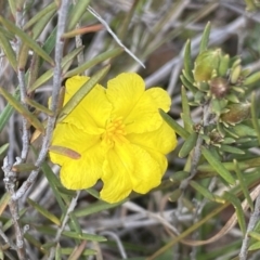 Hibbertia calycina (Lesser Guinea-flower) at Black Mountain - 1 Oct 2022 by SteveBorkowskis