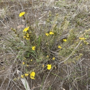 Hibbertia calycina at Molonglo Valley, ACT - 1 Oct 2022 11:05 AM