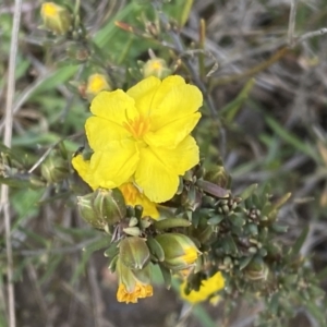 Hibbertia calycina at Molonglo Valley, ACT - 1 Oct 2022 11:05 AM