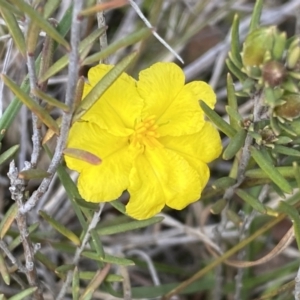 Hibbertia calycina at Molonglo Valley, ACT - 1 Oct 2022