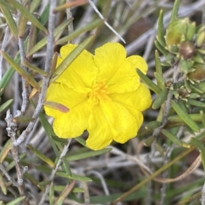 Hibbertia calycina at Molonglo Valley, ACT - 1 Oct 2022 11:05 AM