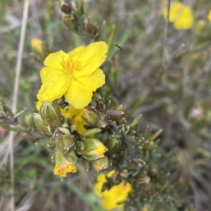 Hibbertia calycina at Molonglo Valley, ACT - 1 Oct 2022