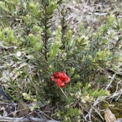 Grevillea alpina (Mountain Grevillea / Cat's Claws Grevillea) at Molonglo Valley, ACT - 1 Oct 2022 by SteveBorkowskis