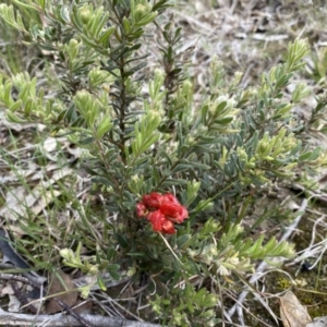 Grevillea alpina at Molonglo Valley, ACT - 1 Oct 2022