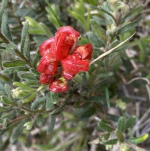 Grevillea alpina at Molonglo Valley, ACT - 1 Oct 2022