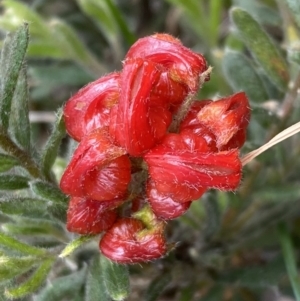 Grevillea alpina at Molonglo Valley, ACT - 1 Oct 2022