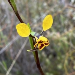 Diuris nigromontana (Black Mountain Leopard Orchid) at Black Mountain - 1 Oct 2022 by SteveBorkowskis