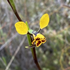 Diuris nigromontana at Molonglo Valley, ACT - suppressed