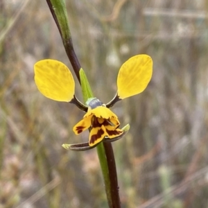 Diuris nigromontana at Molonglo Valley, ACT - suppressed