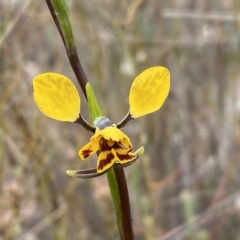 Diuris nigromontana at Molonglo Valley, ACT - suppressed