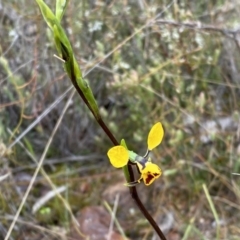 Diuris nigromontana at Molonglo Valley, ACT - suppressed