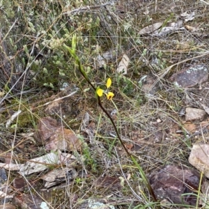 Diuris nigromontana at Molonglo Valley, ACT - suppressed