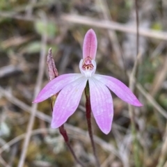 Caladenia fuscata (Dusky Fingers) at Black Mountain - 1 Oct 2022 by SteveBorkowskis