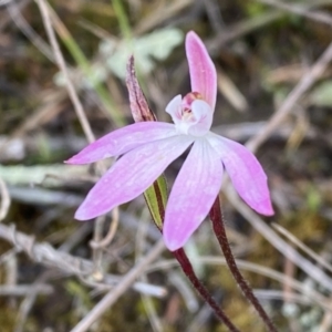 Caladenia fuscata at Molonglo Valley, ACT - suppressed