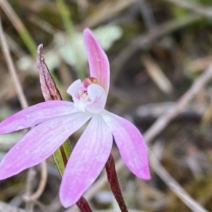 Caladenia fuscata at Molonglo Valley, ACT - suppressed