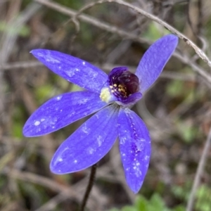 Cyanicula caerulea at Molonglo Valley, ACT - suppressed