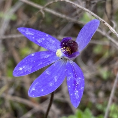 Cyanicula caerulea (Blue Fingers, Blue Fairies) at Black Mountain - 1 Oct 2022 by SteveBorkowskis