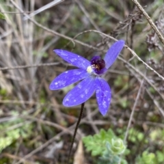 Cyanicula caerulea at Molonglo Valley, ACT - suppressed